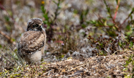 Adorable, fluffy baby Burrowing Owl chick swivels head with eyes wide near its nest hole in Cape Coral, Florida, United Statesの写真素材