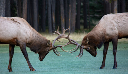 Heads lowered and antlers locked, two bull elk are evenly matched in autumn rut battle in Banff, Alberta province, Canada.  Wildlife are town and national park attractions.の写真素材