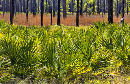 Shrubby Saw Palmetto in foreground of Longleaf Pine forest roadside scenery in Ochlockonee River State Park in Florida Panhandleの写真素材