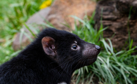 Young Tasmanian Devil at Devils at Cradle Sanctuary in close up side view in horizontal formatの写真素材