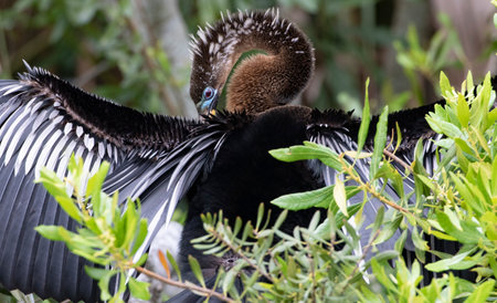 Adult anhinga opens wings and displays breeding plumage while secreted amid leaves of trees on Bird Island at Ponte Vedra Beach, Florida, USAの写真素材