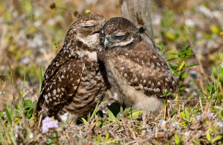 Sweet kiss and cuddles shared by Burrowing Owl parent and large chick in Cape Coral, Florida show bird family closenessの写真素材