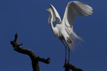 Great Egret in breeding plumage stretches beautifully and lifts wings while perched on bare tree branch against clear, blue sky in St. Augustine, Florida, United Statesの写真素材
