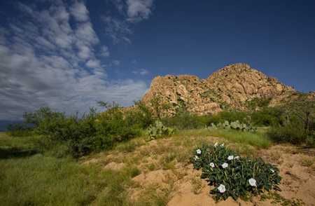 Landscape with sacred datura plant in foreground of rocky slope in New Mexico along Route 80 roadside.の写真素材