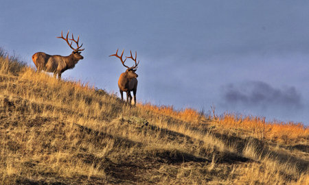 Two bull elk with large antler racks stand high on slope along Praire Drive in Bison Range on...