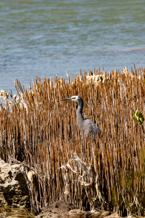 Alert White faced Heron in reeds and water landscape of Mangrove Sanctuary Zone at Cape Range National Park in Western Australiaの写真素材