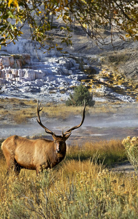 Elk stands in foreground of naturally framed vertical landscape at Mammoth Hot Springs in Yellowstone National Parkの写真素材