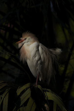 Natural elegance in portrait of Cattle Egret standing in breeding plumage against shadowed, dark background in Floridaの写真素材