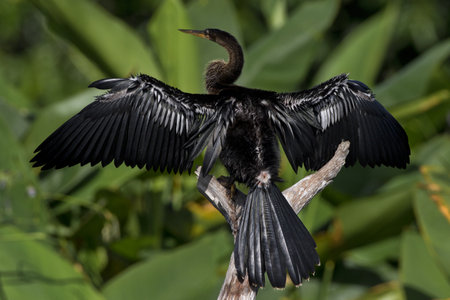 Perched male anhinga spreads wide open its wings and tail feathers at Wakodahatchee Wetlands in Delray Beach, Florida, United Statesの写真素材