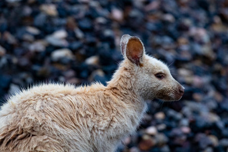 Wild, white wallaby with damp, rumpled fur after rain at Narawntapu National Park in Tasmania, Australiaの写真素材