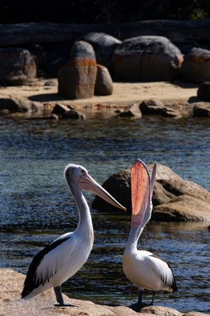 At Binalong Bay, Bay of Fires, in Tasmania, Australia, pelican lifts its large gular pouch upward and displays its unique bill featureの写真素材