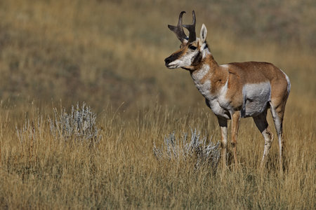 Distinctive Pronghorn Antelope stands in autumn gold field along Prairie Drive at National Bison Range Reserve in Montanaの写真素材