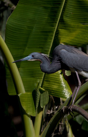 Elegant Little Blue Heron stands perched admid tropical greenery in Florida at Alligator Farm in St. Augustineの写真素材