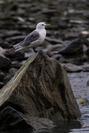 Black legged kittiwake perched on black sea rock near weir at Solomon Gulch Hatchery in Valdez, Alaska, United Statesの写真素材