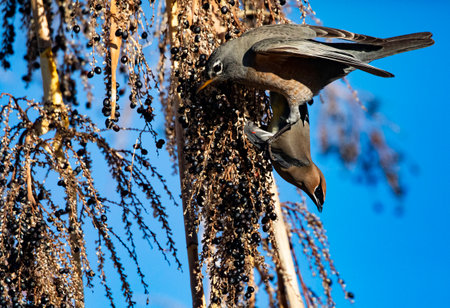 Mixed wild bird species, American Robin and Cedar Waxwing, both feed at berry clusters hanging on Fan Palm treeの写真素材