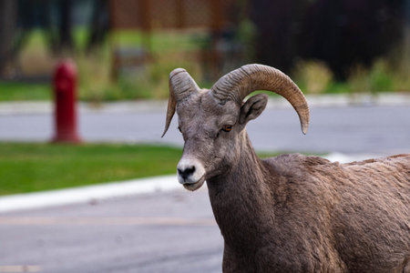 Bighorn Sheep in town are a wildlife attraction at Radium Hot Springs in Canadian Rockies of British Columbiaの写真素材