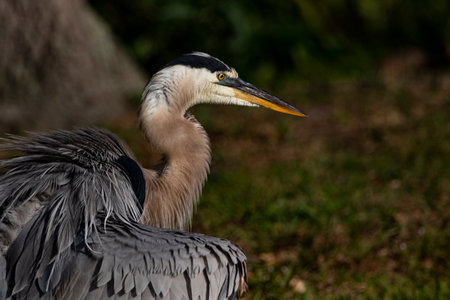 Natural portrait of juvenile Great Blue Heron shaking its feathers dry at Wakodatchee Wetlands, Delray Beach, Florida, United Statesの写真素材