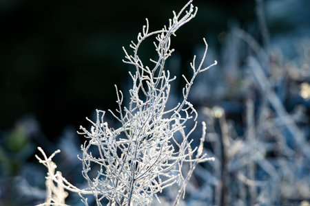 Horizontal close up of ice encrusted winter twigs along Sea to Sky Highway, Squamish to Whistler segment, in British Columbia, Canadaの写真素材