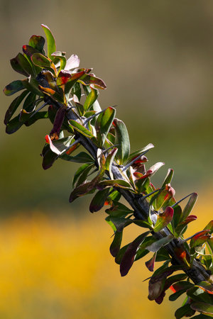 Close up of desert ocotillo stem, thorns, and leaves in early spring at Picacho Peak State Park near Tucson, Arizona, United Statesの写真素材