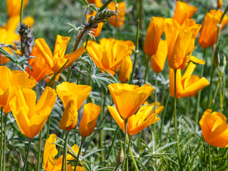 Golden poppies are dancing flowers in spring breeze at Superbloom at Picacho Peak State Park near Tucson, Arizona, United Statesの写真素材