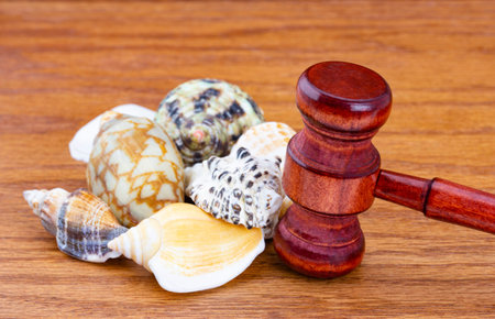 Ocean justice and sea life regulations are symbolized in wood gaven placed with multiple sea shells...