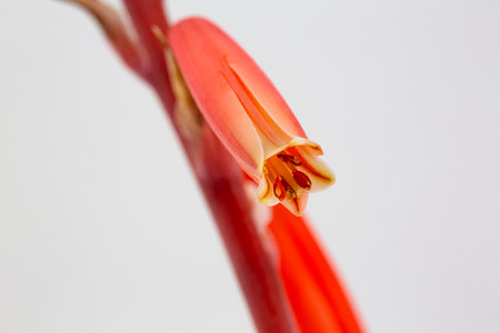 Macro close up of tubular flower of elf aloe succulent, popular Southwest landscape plant attractive to hummingbirds and bees. White background with copy spaceの写真素材