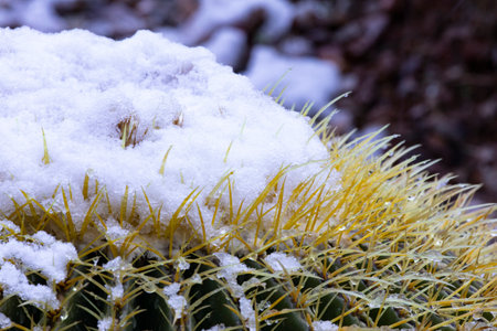 Close up of unusual weather textures of snow accumulation on top and thorns of desert barrel cactus in Tucson, Arizona, USA, in the American Southwestの写真素材