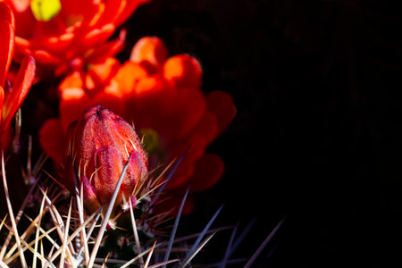 Beautiful, tightly closed bud of Hedgehog Cactus nestled and emerging from shadows, thorns, and red blossoms in Tucson, Arizona, in fresh life metaphorの写真素材