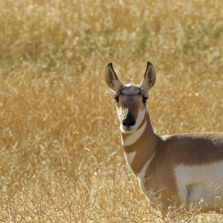 Animal expression offered in long look by female pronghorn against autumn grasses along Old Yellowstone Trail in Gardiner, Montanaの写真素材