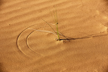 Background of rippling sand, grass blades, and shadow from Pink Coral Sands State Park in Utahの写真素材