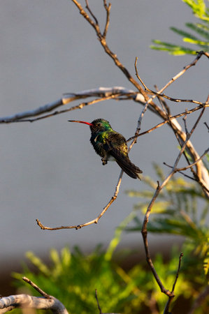 Sunlit broad billed hummingbird with mostly red beak visible in mesquite treeの写真素材