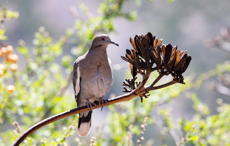 Tranquil White-winged Dove perches quietly on branch of dried agave in bright sunshine in Portal, Arizona, United Statesの写真素材