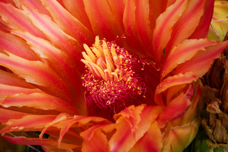 Close up macro of interior of orange flower of barrel cactus  showing filaments, stigma, shamens, petals, and pollen in Arizona in Augustの写真素材