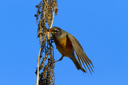American Robin holds round Palm Berry seed in its beak while feeding in Tucson, Arizona.  Background is blue sky.の写真素材