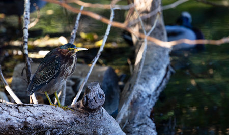 Adult Green Heron perched on old log debris at edge of urban pond in Tucson, Arizonaの写真素材