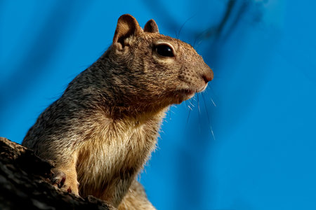 Sharp horizontal detailed portrait of rock squirrel accented by rich blue bokeh sky background with...