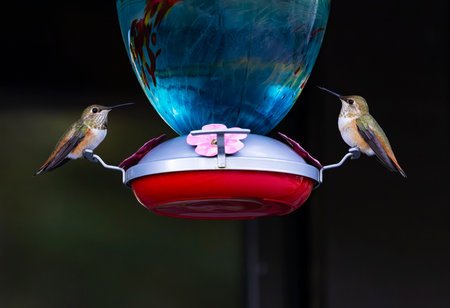 Two, alert Rufous Hummingbirds perched at bird feeder with sugar nectar water on Mount Lemmon, Sky Island in Coronado National Forest of Tucson, Arizona, United Statesの写真素材