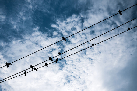 silhouette bird on the electric wire on the blur sky backgroundの写真素材