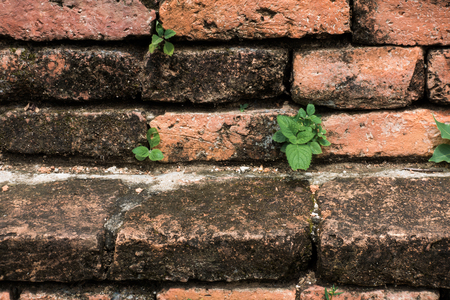 plant grow up between bricksの写真素材