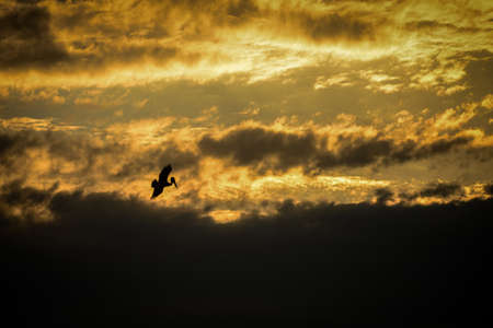 fly for freedomの写真素材