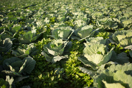 cabbage in the morningの写真素材