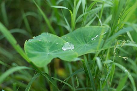 Dew and big leave in the morningの写真素材