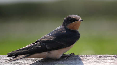 Barn Swallowの写真素材