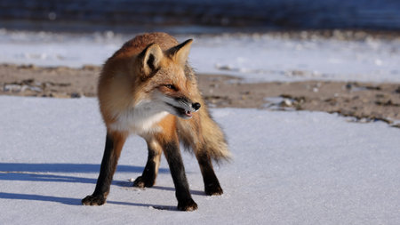 Red Fox (Vulpes vulpes) on the snow in winter