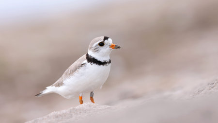 Little ringed plover (Charadrius dubius) on the beach