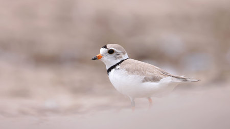 Little ringed plover (Charadrius hiaticula)