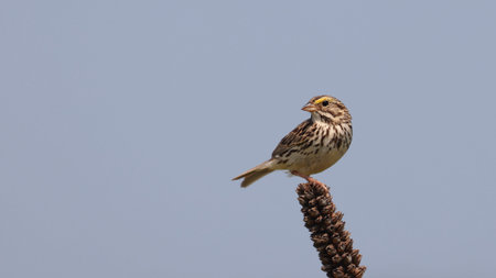 Yellow-throated Sparrow, Emberiza citrinella, single bird on branch, Warwickshire