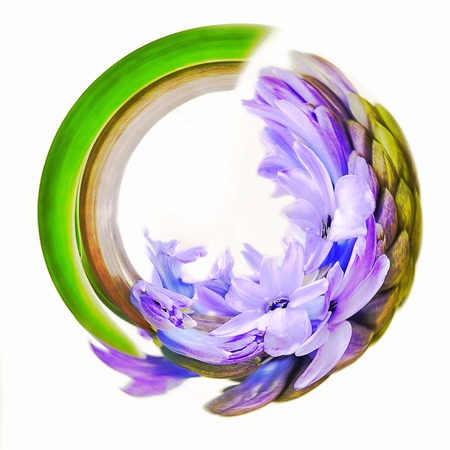 Rotation360 hyacinth White backgroundの写真素材