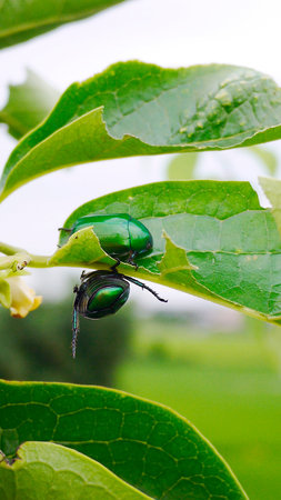 Beetle persimmon agriculture green summer
