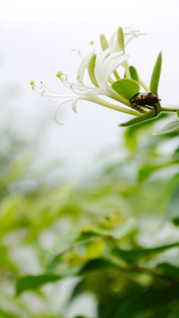 Honeysuckle fragrant medicinal plants horticulture background material beetlesの写真素材